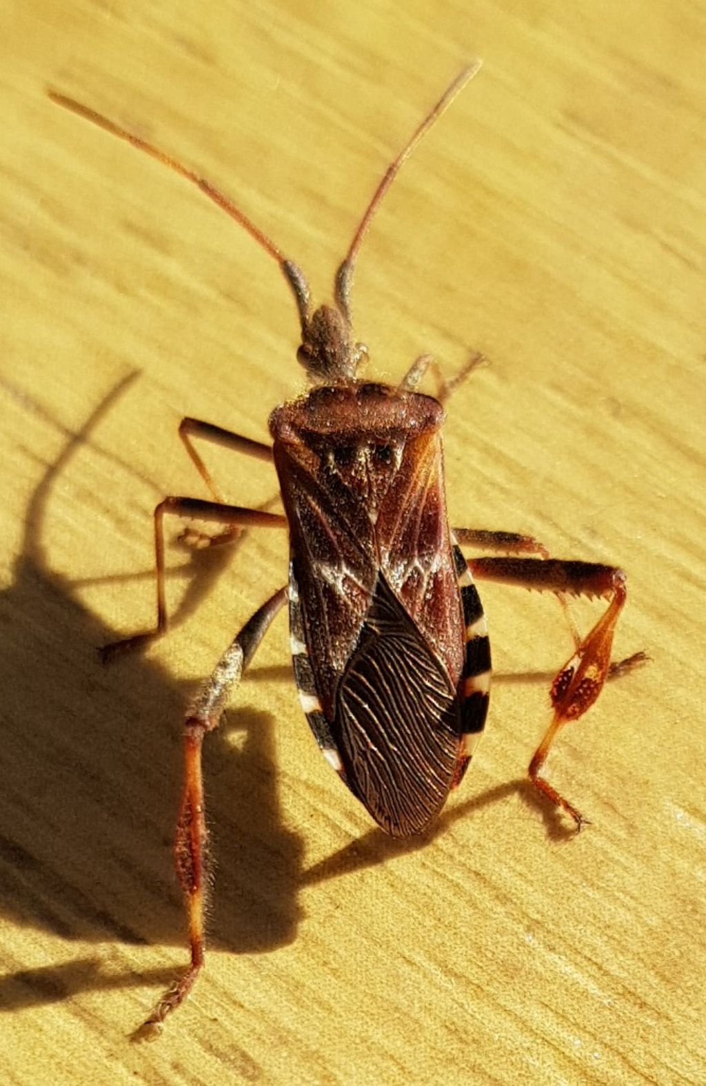 Coreidae: Leptoglossus occdentalis